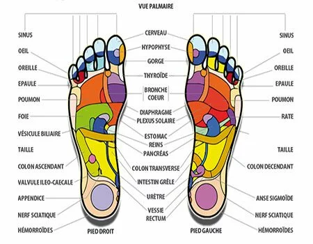 zone-pieds-reflexologie